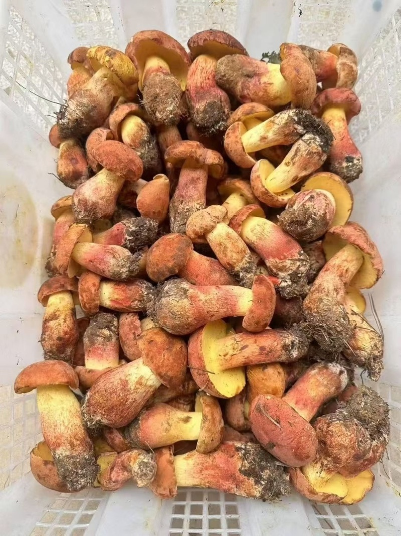 云南野生菌.香格里拉松茸.味道鲜美.口感脆甜.纯野生.
