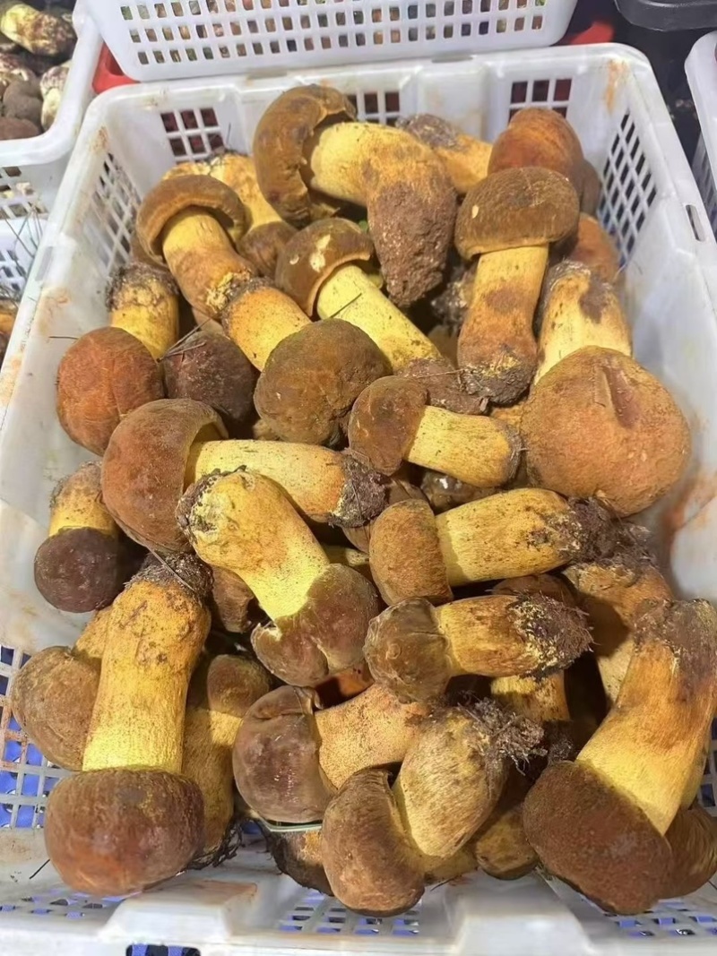 云南野生菌.香格里拉松茸.味道鲜美.口感脆甜.纯野生.