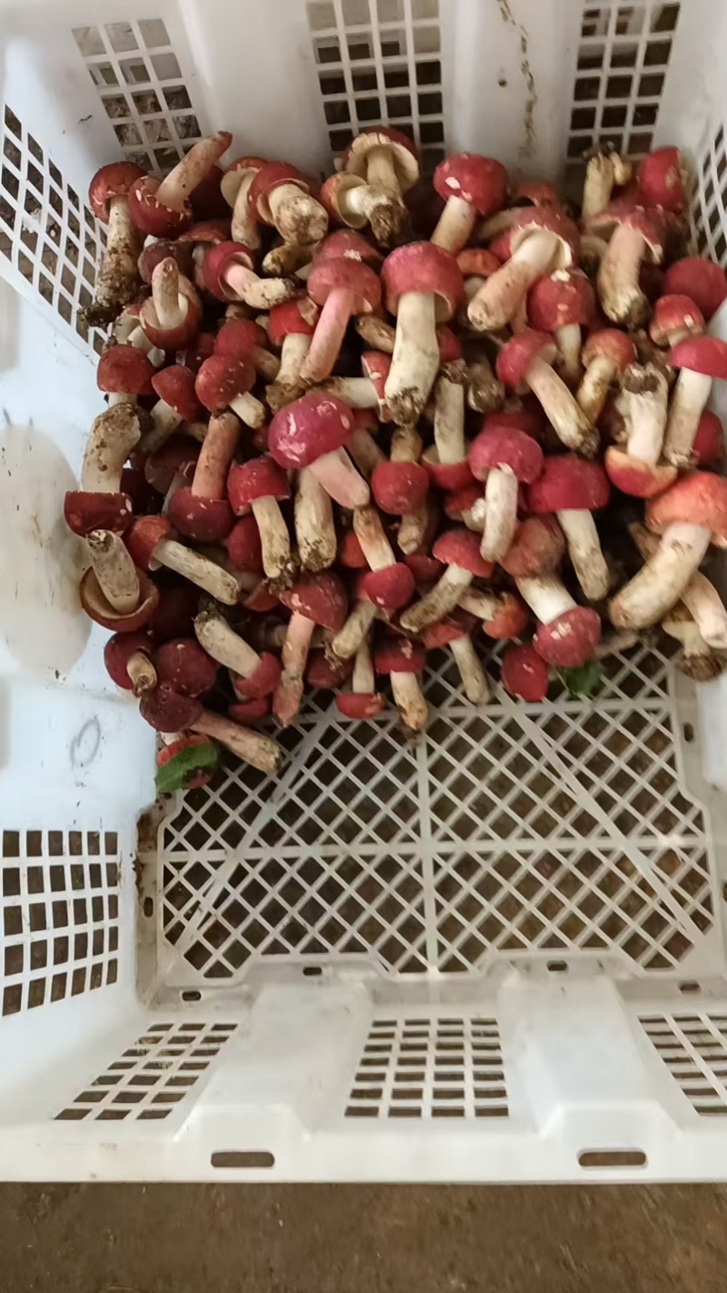 云南野生菌.香格里拉松茸.味道鲜美.口感脆甜.纯野生.