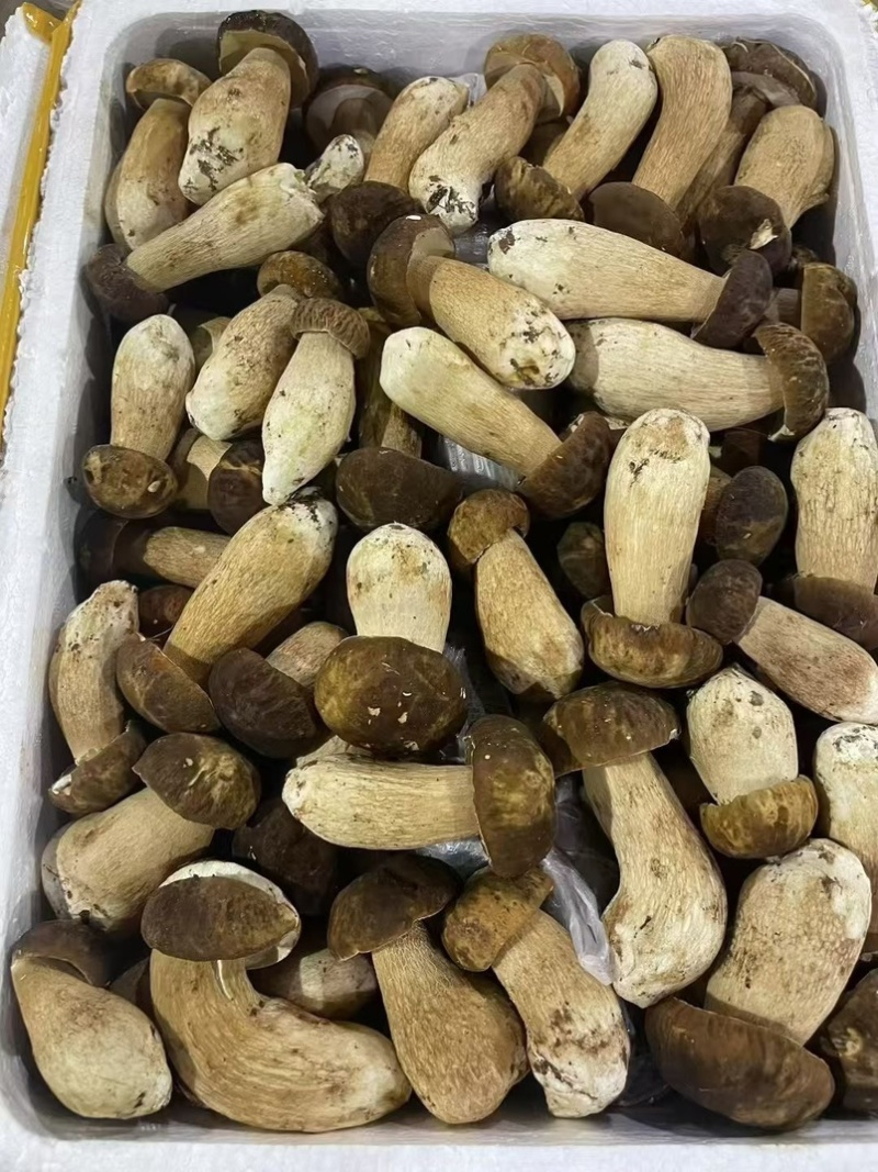 云南野生菌.香格里拉松茸.味道鲜美.口感脆甜.纯野生.