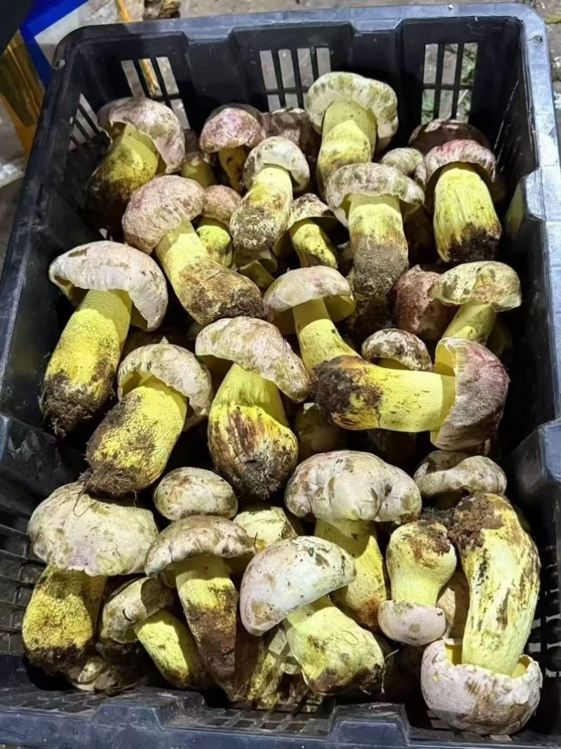 云南野生菌.香格里拉松茸.味道鲜美.口感脆甜.纯野生.
