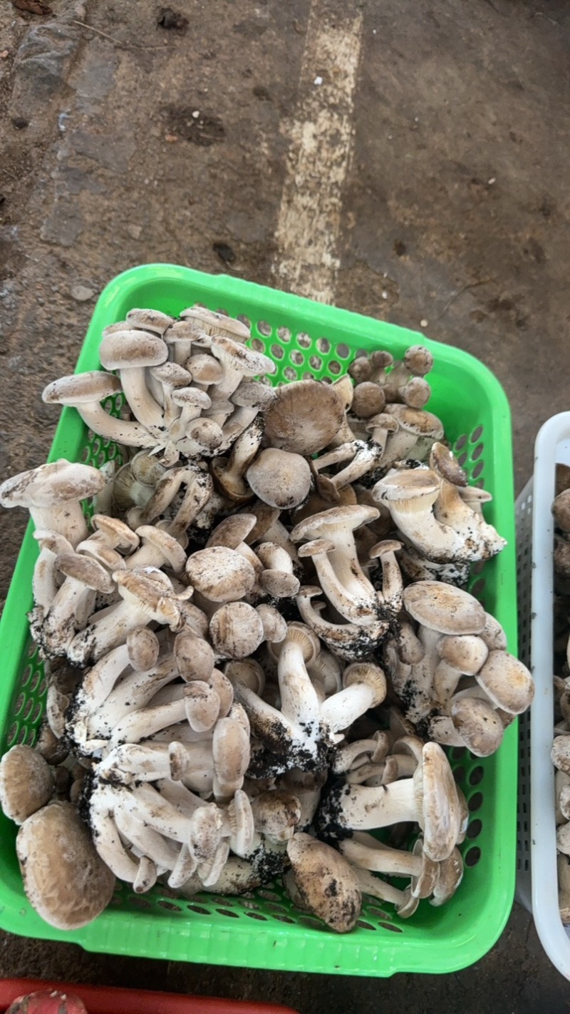 云南野生菌.香格里拉松茸.味道鲜美.口感脆甜.纯野生.