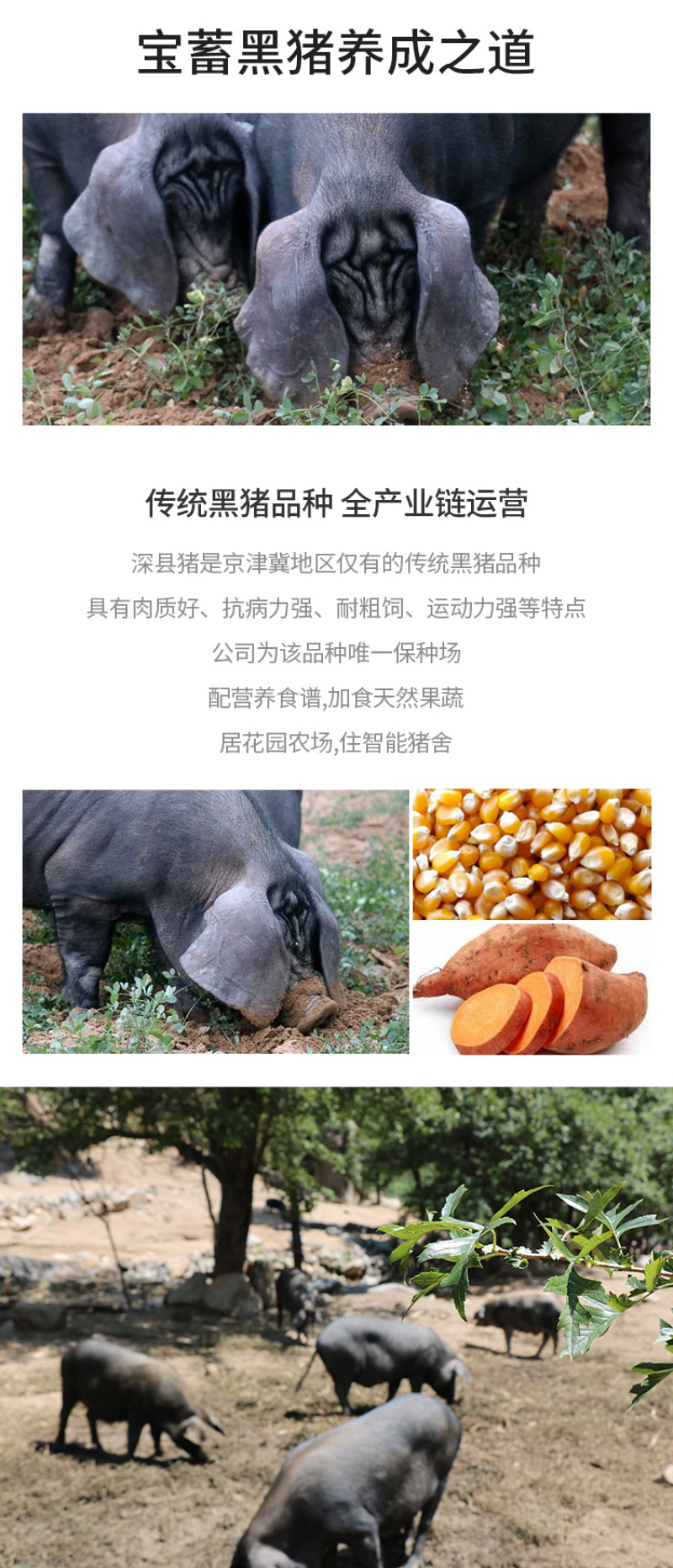 罐装猪油火炼黑猪猪油宝蓄黑猪添加维生素E可一件代发