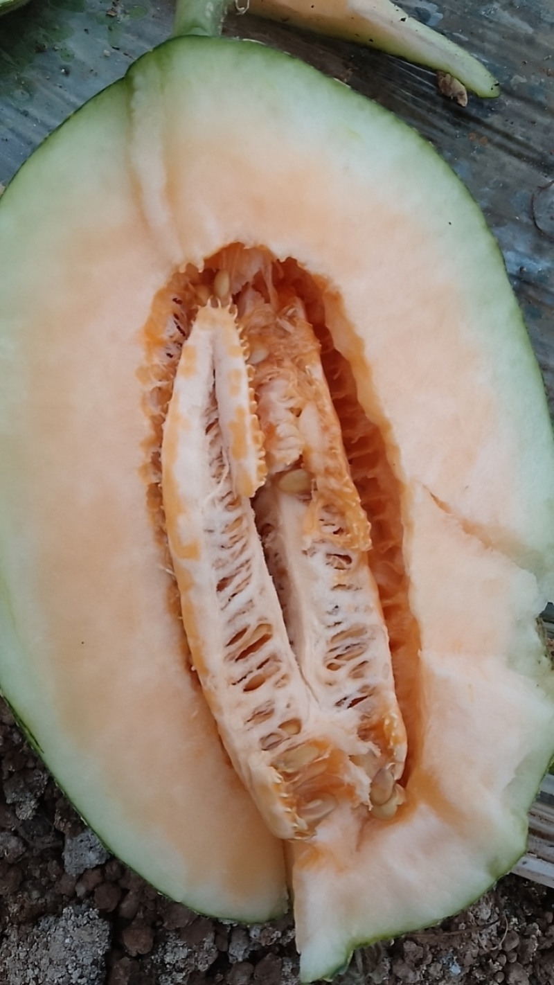 云南通海哈密瓜