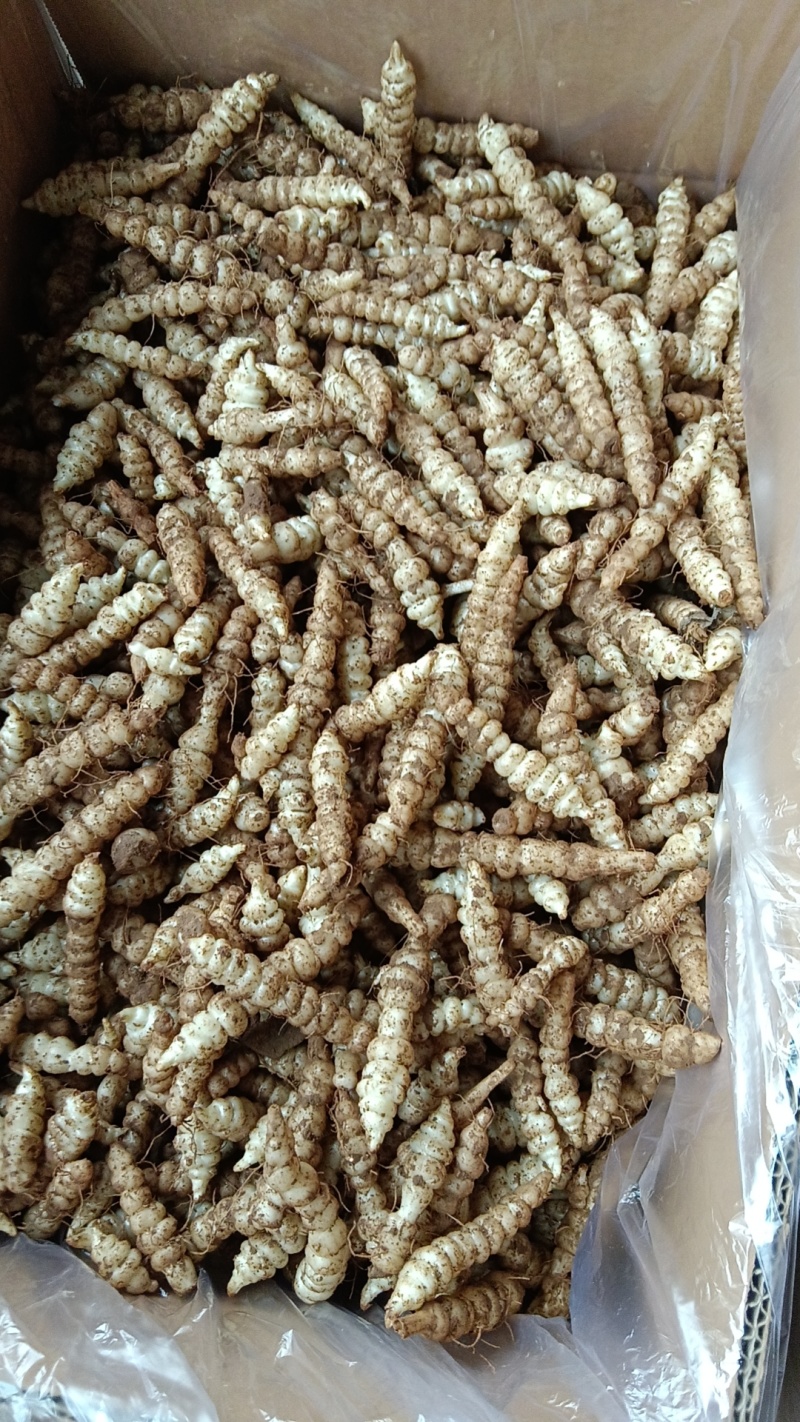 甘肃精品螺丝菜