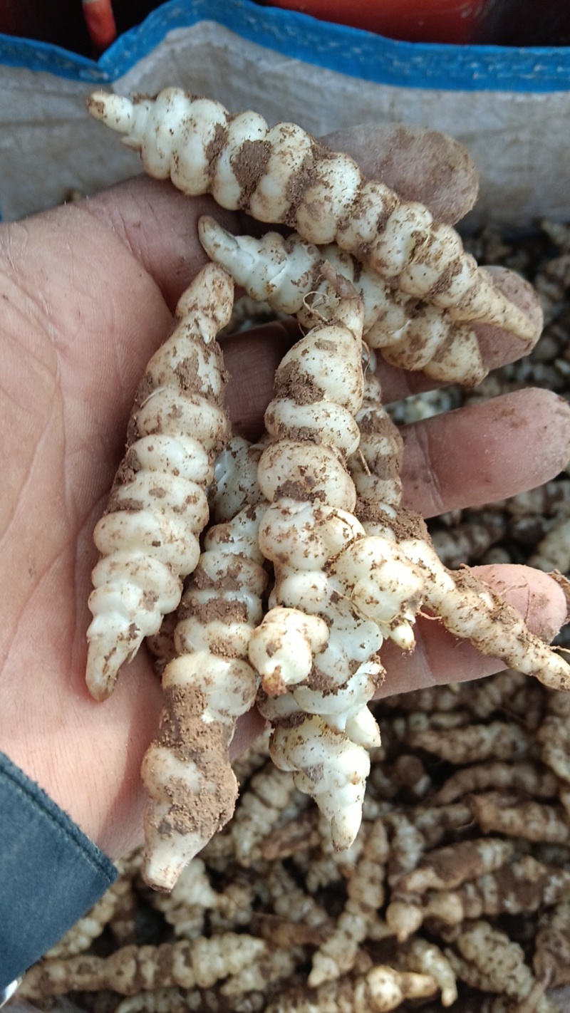 甘肃精品螺丝菜