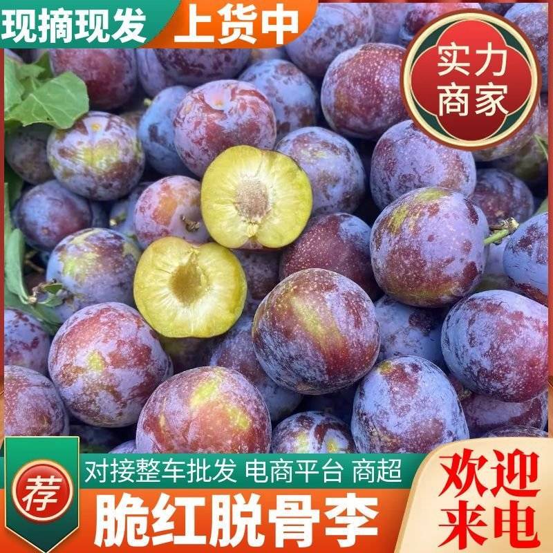 《脆红李》四川李子/现摘现发/规格齐全/价格便宜/全国发