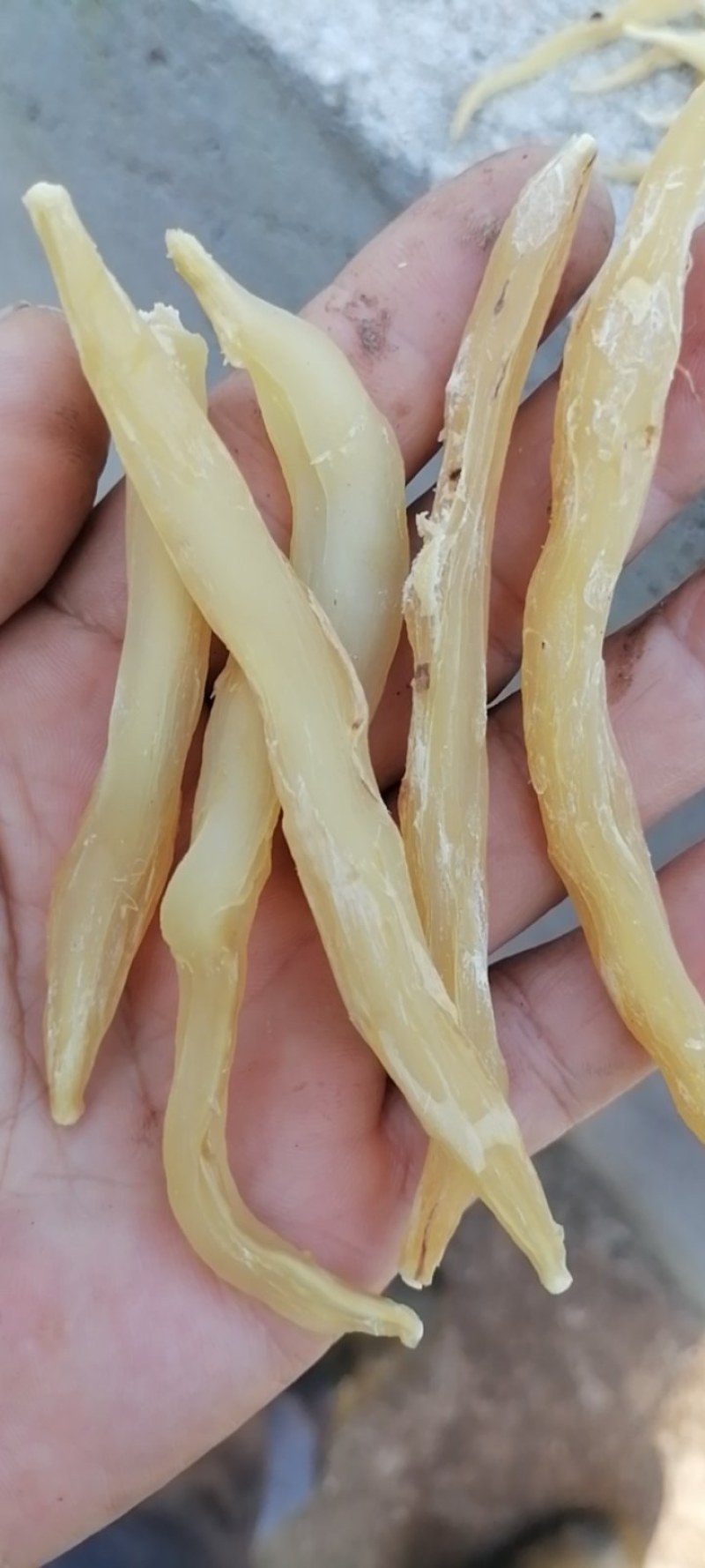 大别山野生天冬