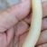 大别山野生天冬