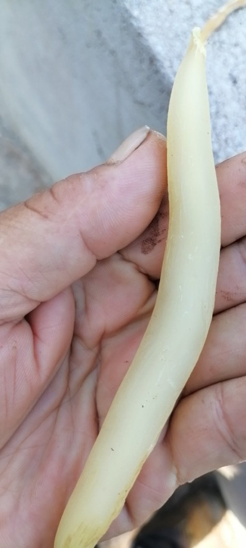 大别山野生天冬