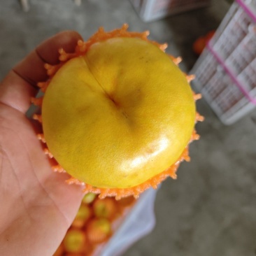 重庆奉节蟠桃上巿，一手货源，个大纯甜，皮毛光