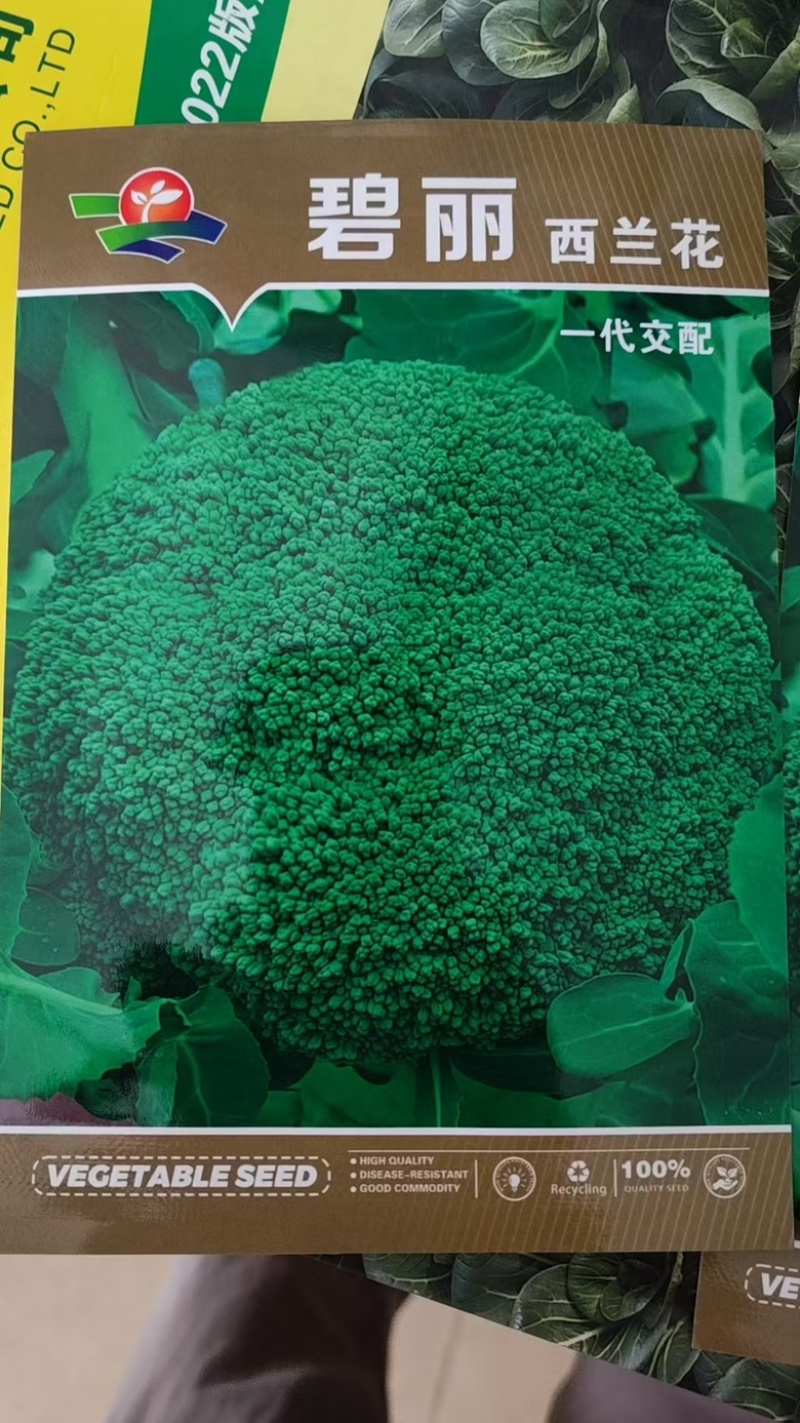 耐寒西蓝花种子西兰花种子低温不变色正宗蘑菇状打冷不变色