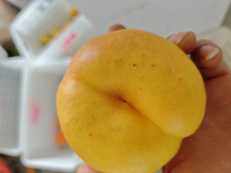 重庆奉节蟠桃上巿，一手货源，个大纯甜，皮毛光
