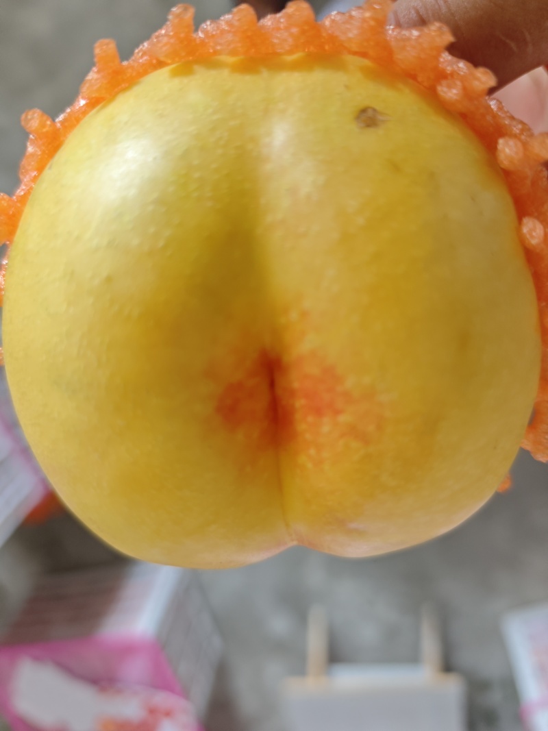 重庆奉节蟠桃上巿，一手货源，个大纯甜，皮毛光