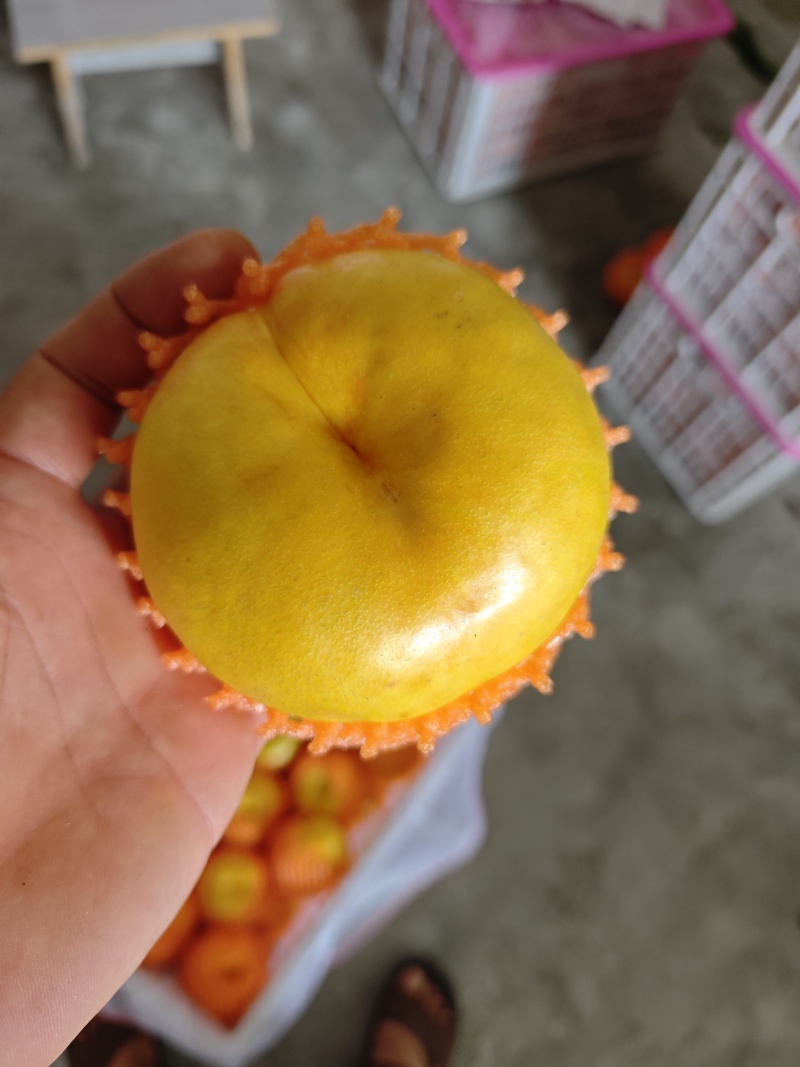 重庆奉节蟠桃上巿，一手货源，个大纯甜，皮毛光