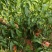 重庆奉节蟠桃上巿，一手货源，个大纯甜，皮毛光