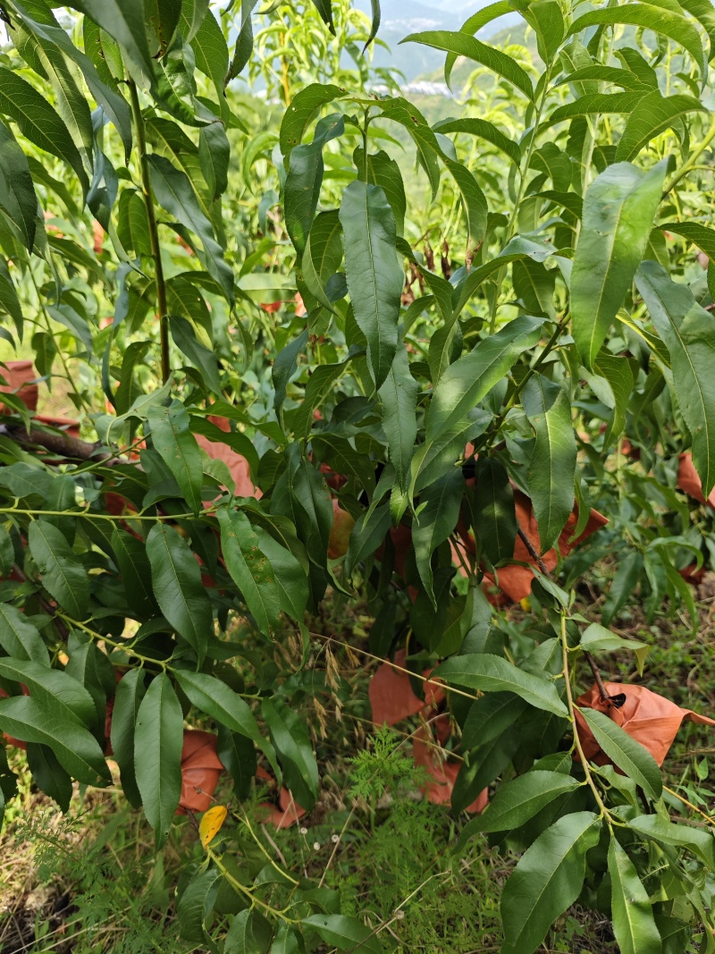 重庆奉节蟠桃上巿，一手货源，个大纯甜，皮毛光