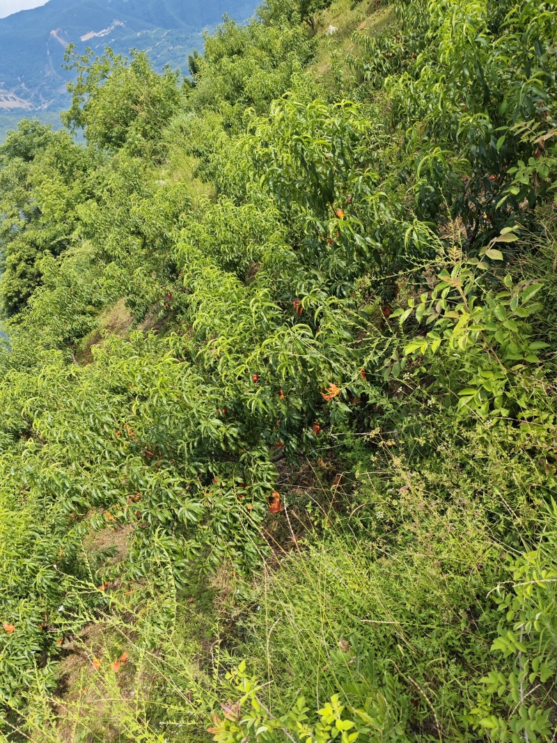 重庆奉节蟠桃上巿，一手货源，个大纯甜，皮毛光