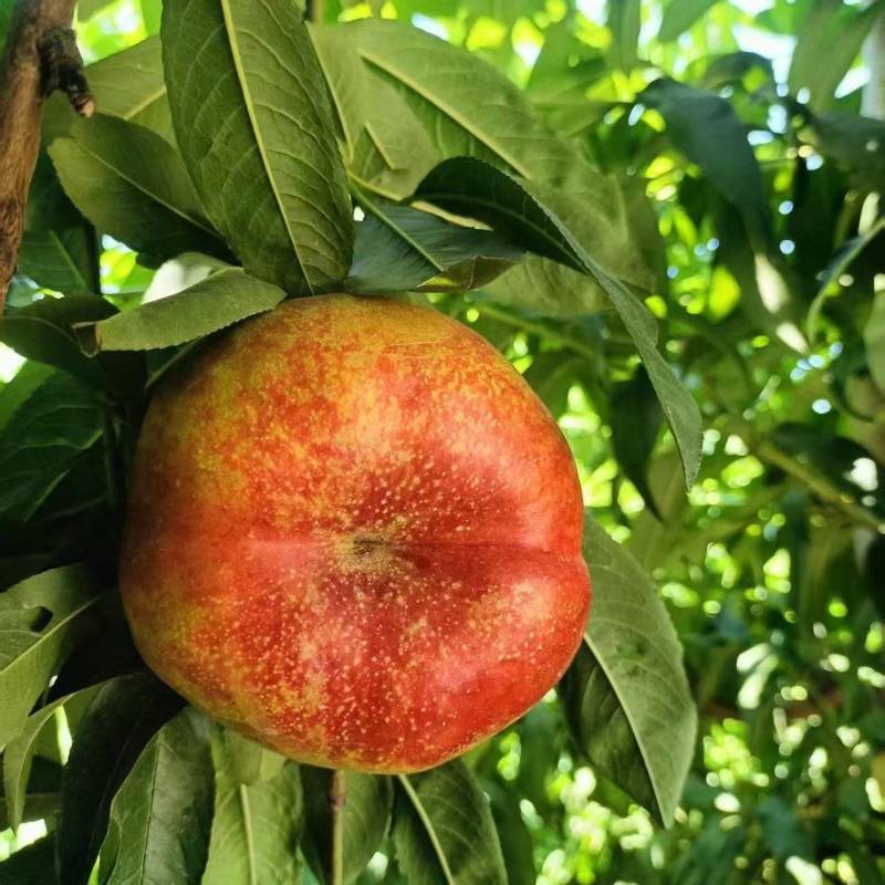 不套袋中油潘9号大量走货中，个头糖度硬度都是杠杠的，