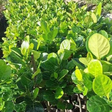 1米5高菠萝蜜直生苗，基地直接发货，保质保量，包活