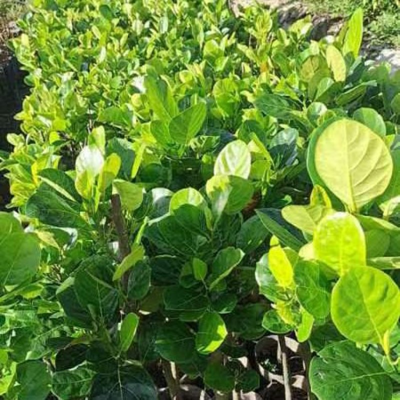 1米5高菠萝蜜直生苗，基地直接发货，保质保量，包活