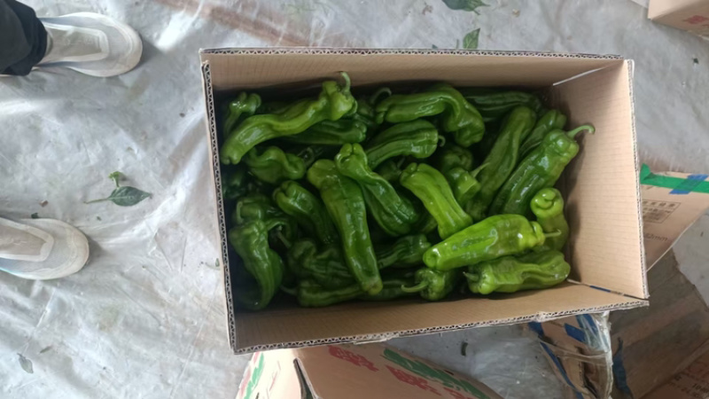 芜湖椒品质保证大量有货价格美丽欢迎联系