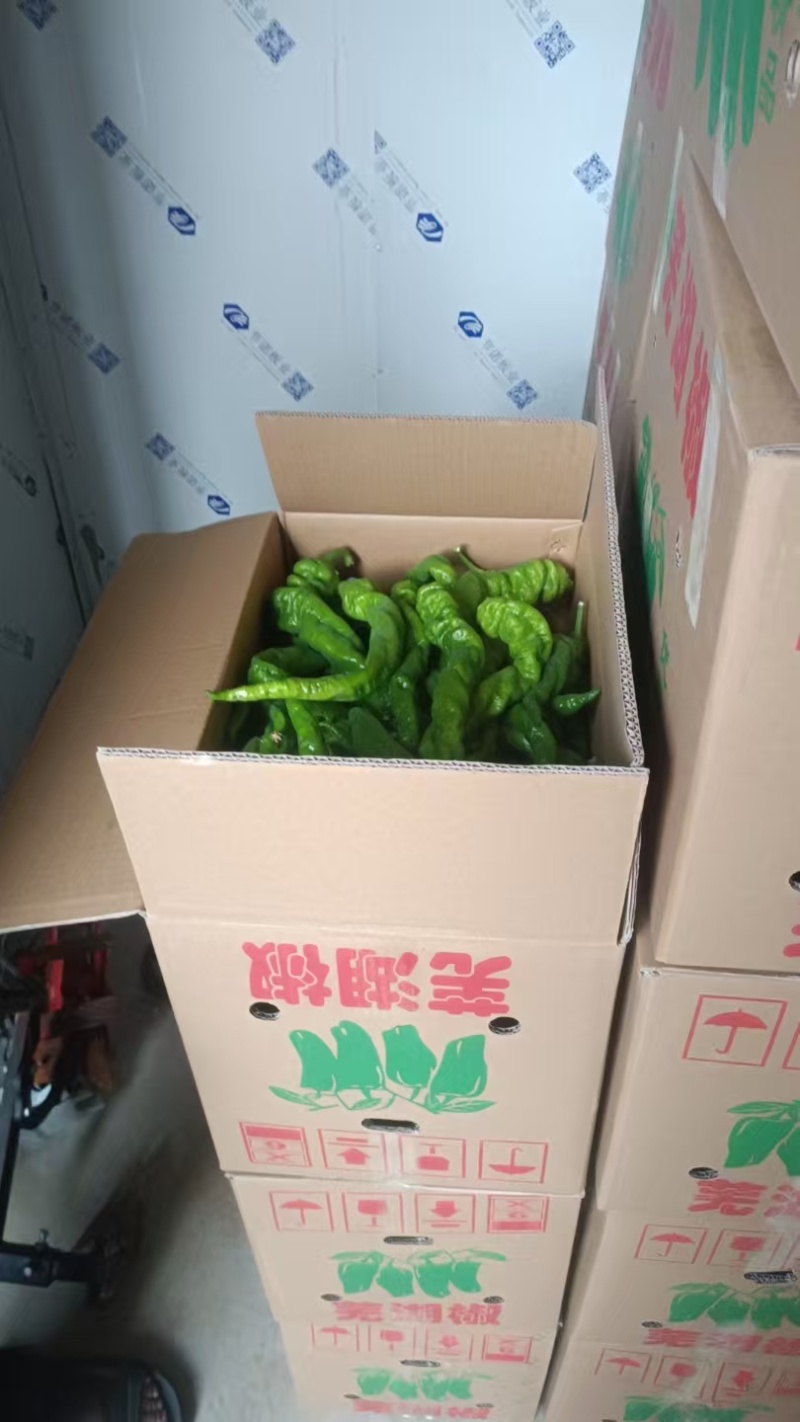 芜湖椒品质保证大量有货价格美丽欢迎联系