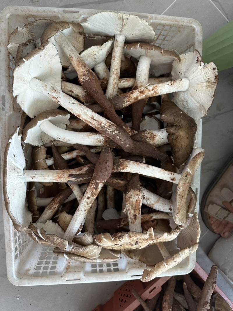 《鸡枞菌》正宗四川大山里面采摘基地直发一手货源对接全国
