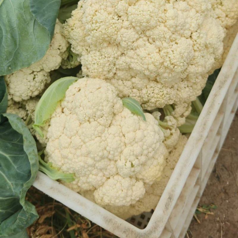 河北张家口菜花大量批发，整车发货