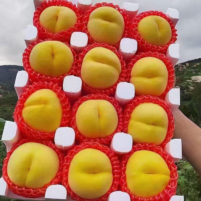 蒙阴蜜桃锦香黄毛桃近期急售货量大欢迎实地看货