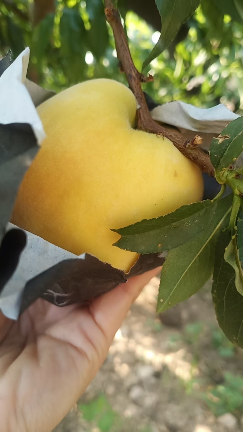 蒙阴蜜桃锦香黄毛桃近期急售货量大欢迎实地看货