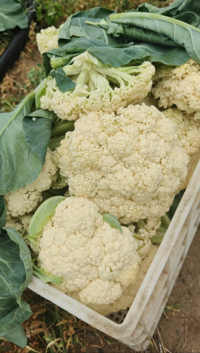 河北张家口菜花大量批发，整车发货