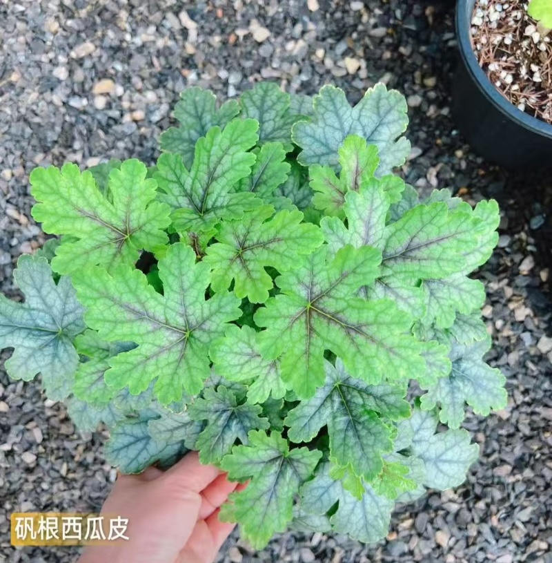 一加仑矾根，加仑盆矾根基地批发，规格齐全，全国发货