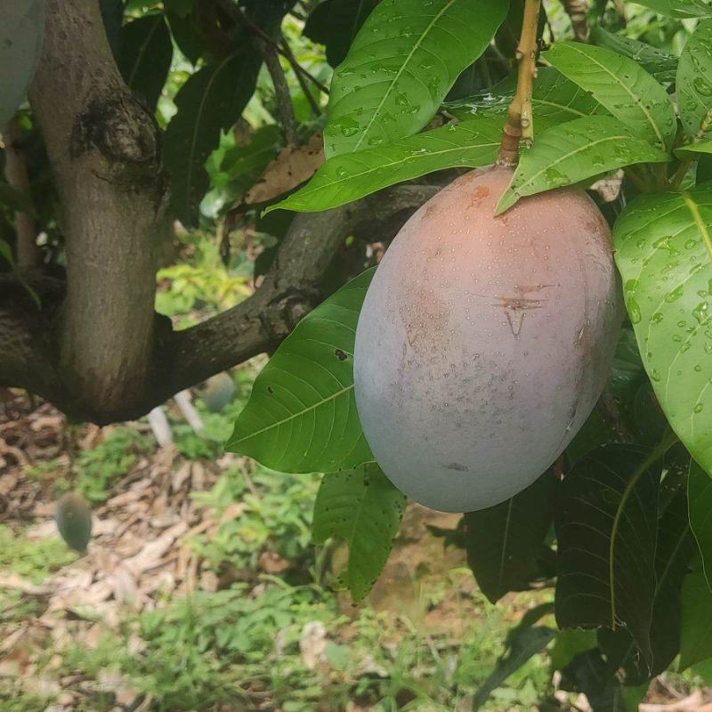 凯特光果