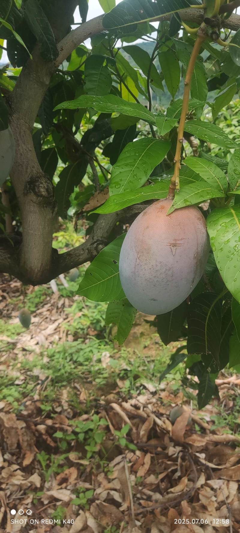 凯特光果