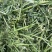 甘肃河西走廊高蛋白苜蓿草，甘肃山丹军马场高糖B型燕麦草