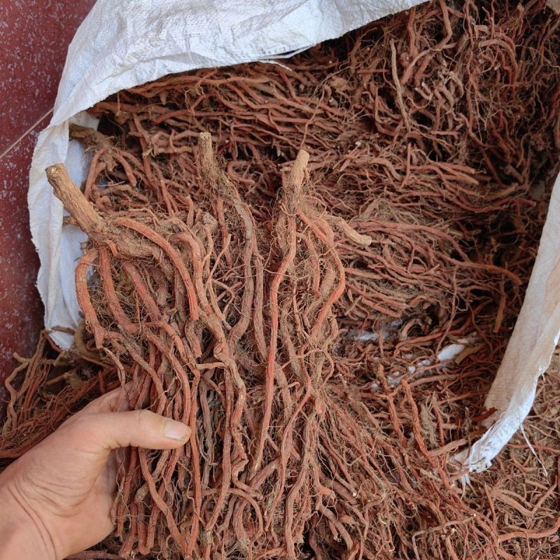 丹参紫丹参红丹参规格齐全大量有货，长年供应欢迎来电