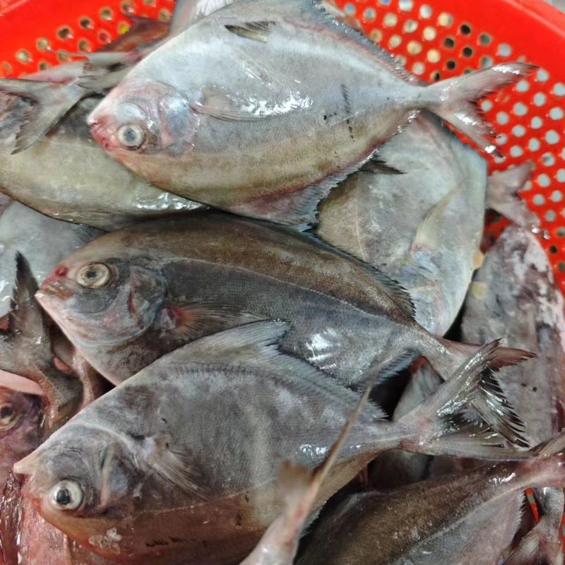 深海黑鲳鱼