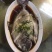 深海黑鲳鱼