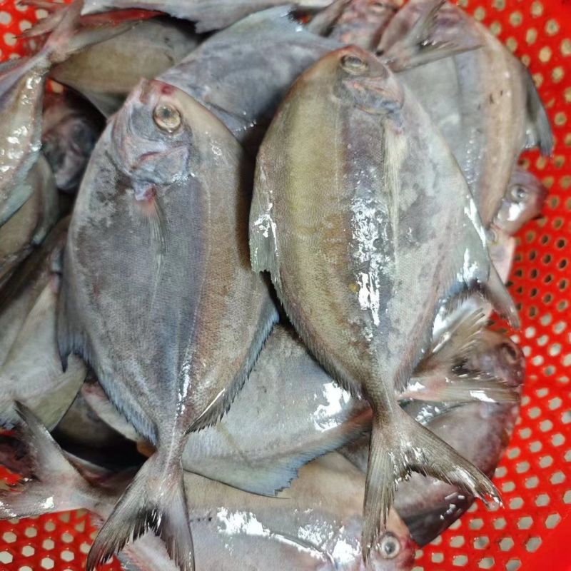深海黑鲳鱼