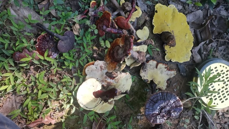 野生赤灵芝