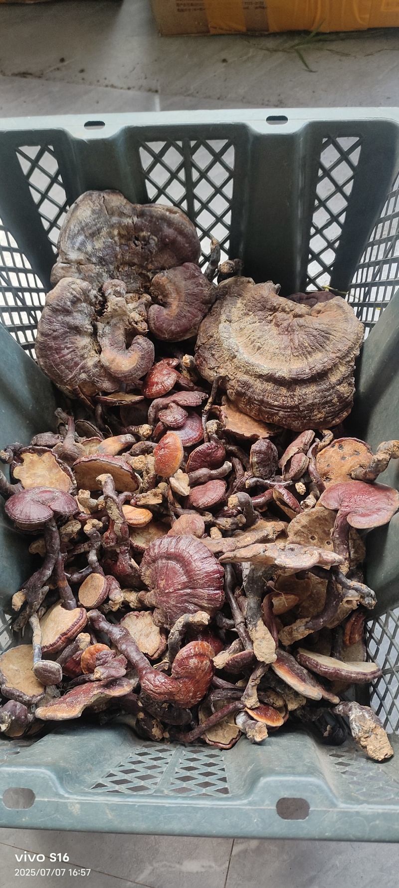 野生赤灵芝