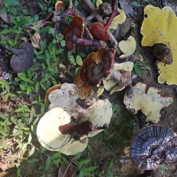 野生赤灵芝
