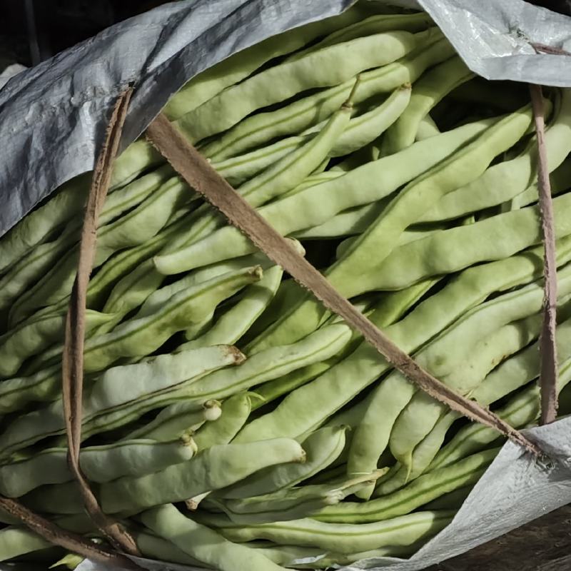 白优衣豆角大量上市