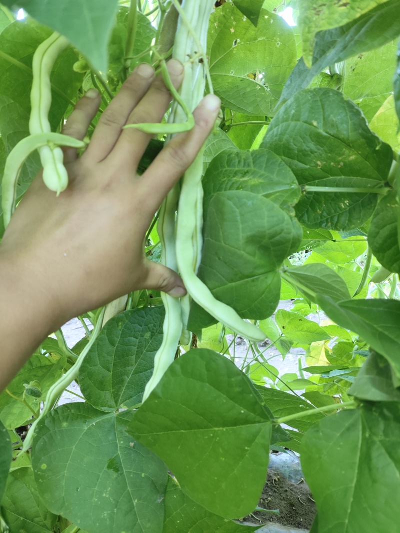 白优衣豆角大量上市