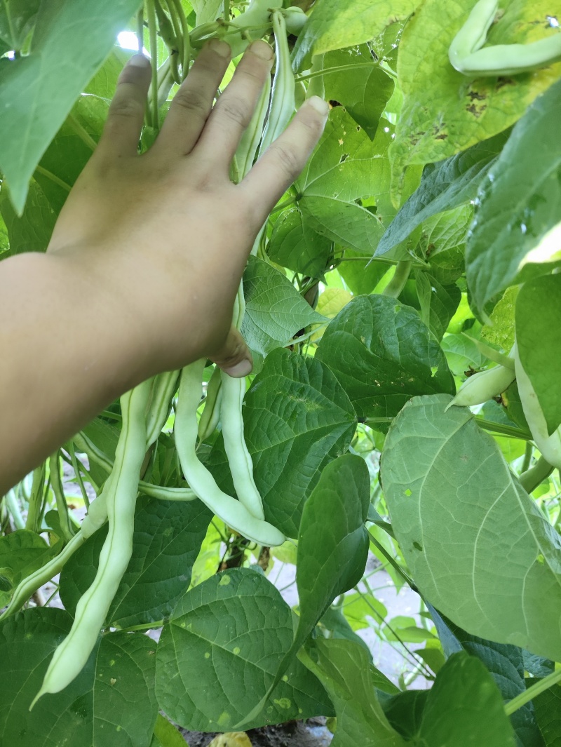 白优衣豆角大量上市