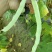 白优衣豆角大量上市