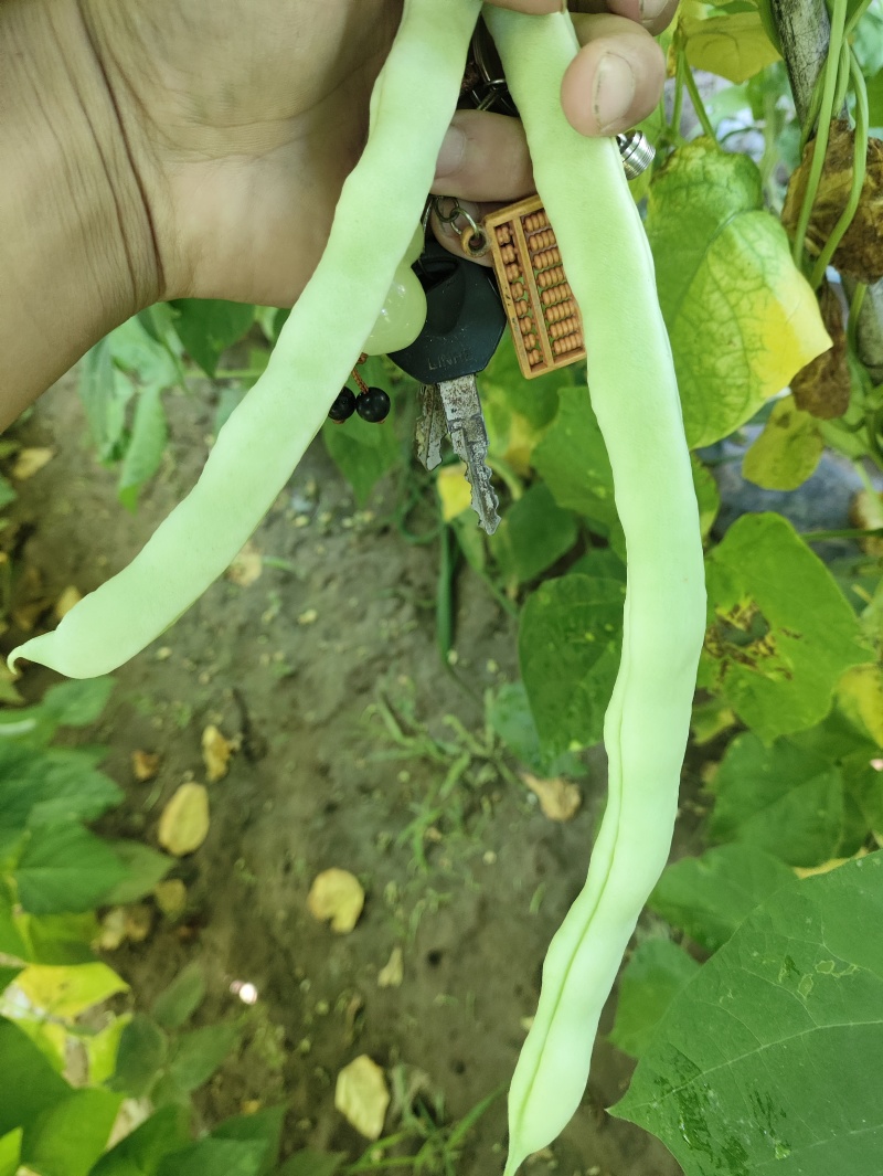白优衣豆角大量上市