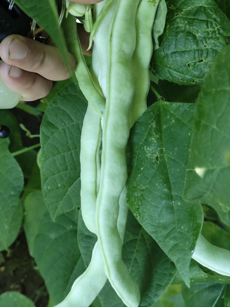 白优衣豆角大量上市