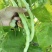 白优衣豆角大量上市
